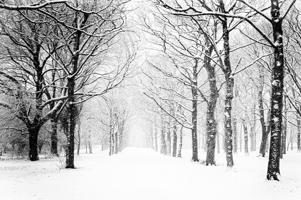 Volgende Week Gaat Het Sneeuwen – Veronique Prins