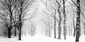 Volgende Week Gaat Het Sneeuwen – Veronique Prins